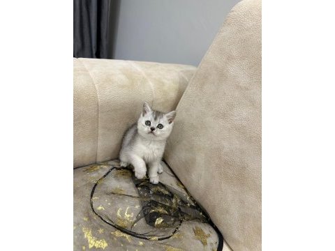 Show kalite british shorthair yavrular
