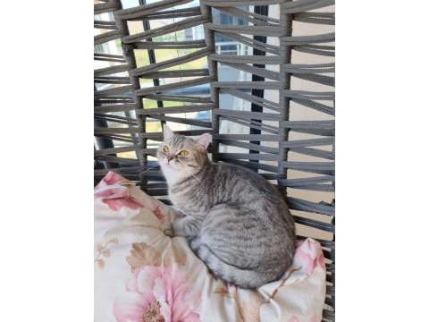 British shorthair ücretsiz sahiplendirme