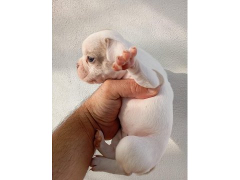 French bulldog yavruları