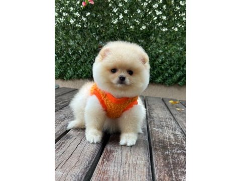 Pomeranian yavrular