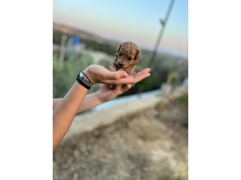 Tüy dökmeyen büyümeyen yavru yoy poodle köpekler