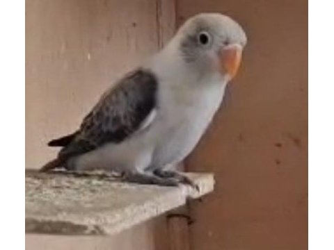 Yavru cennet papağanı