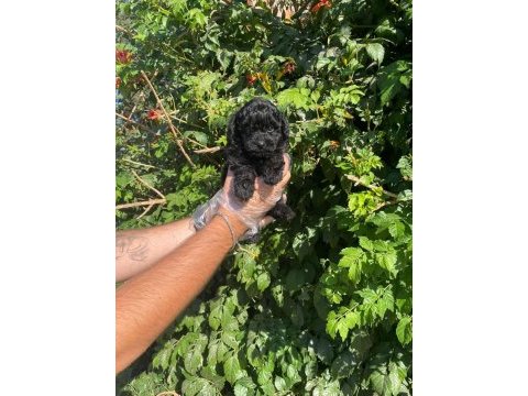 1. kalite toy poodle yavruları