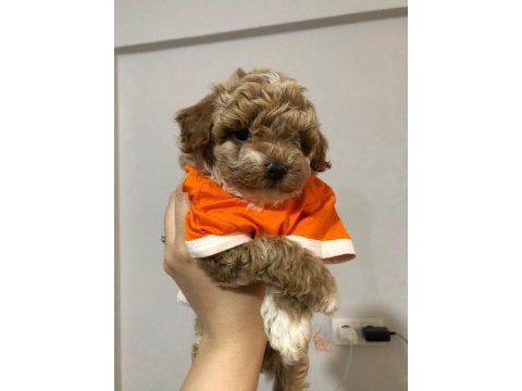 Fırsat yavruları bebek yüzlü maltipoo poodle ayarında
