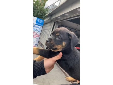 Son kalan dişi rottweiler yavrumuz