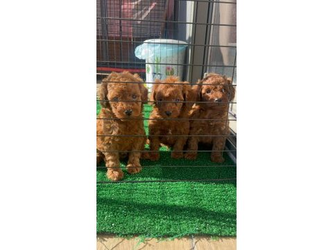 Teacup toy poodle