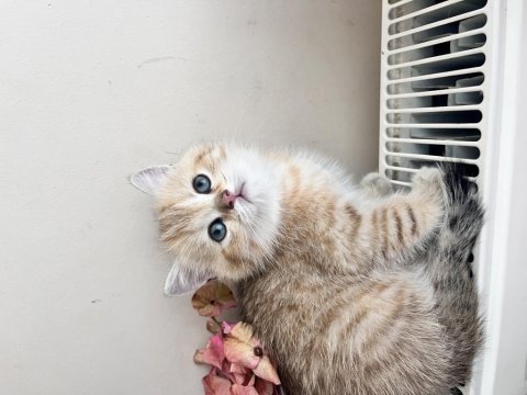 Adanadan golden british shorthair yavrular