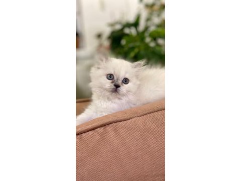 2 aylık british longhair dişi british longhair