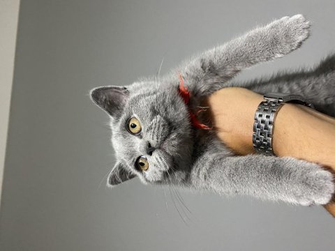 British shorthair yavrularımız