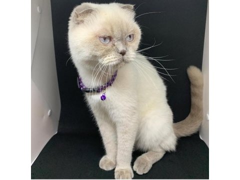 British blue point