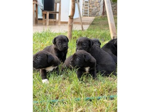 Cane corso 45 günlük yavrular mükemmel genetik