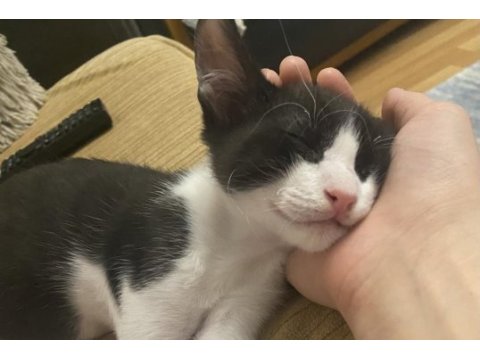 Kedi sevgimiz