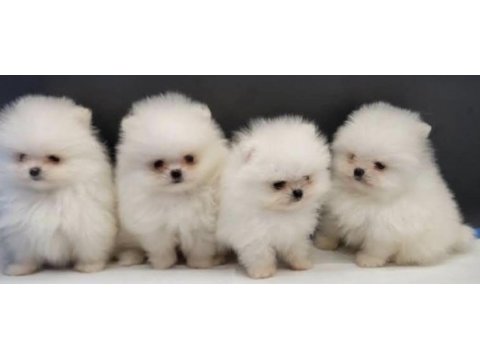 Pomeranian boo yavru köpekler
