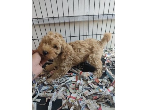 F1 maltipoo poodle kalitesinde