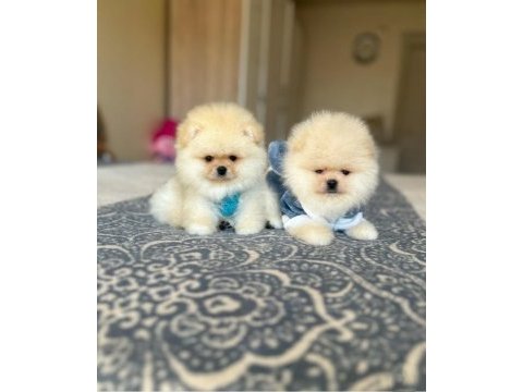 Bal gibi 2 ayıcık pomeranian