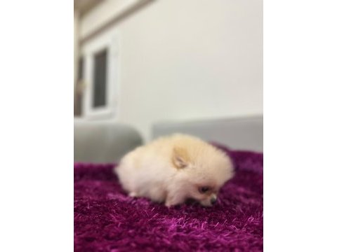 Irk garantılı tea cup pomeranian