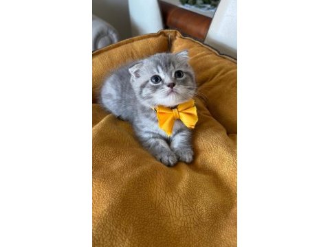 Scottish fold erkek yavrumuza yuva uyguna