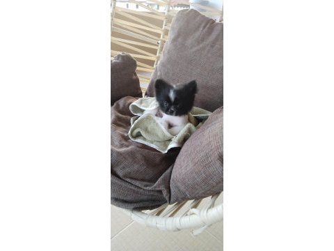 Pomeranian 3 aylık erkek