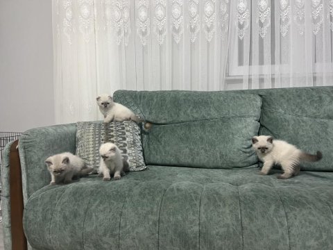 2 aylık blue point yavrularımız sahiplendirilecektir