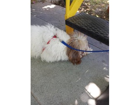 Köpeğimi çok uyguna sahiplendirmek istiyorum