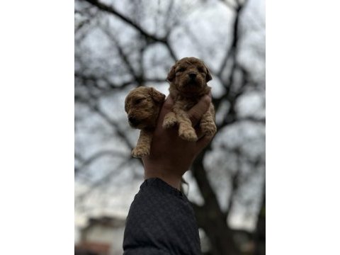 Toy poodle bebişler