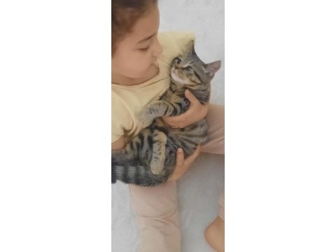 Ücretsiz sahiplendirme tekir kedimiz