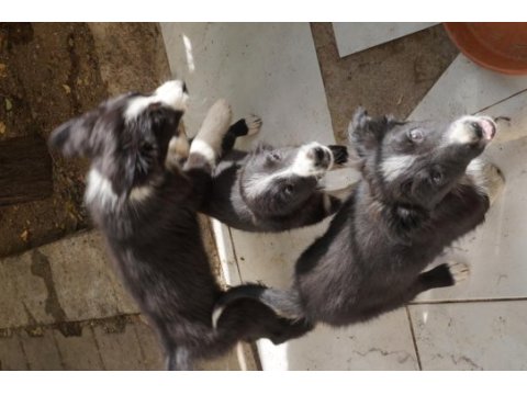 3 aylık border collie 3 yavru küçük 3