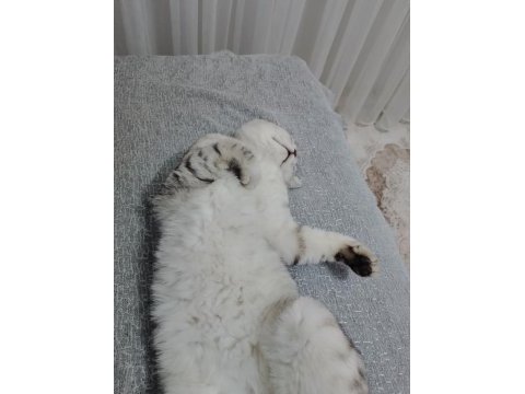Çok uysal kedimiz askere gideceğim den sahiplendireceğim