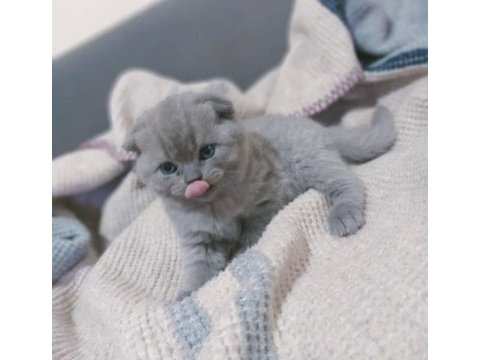 44 günlük scottish fold yavrularımıza yuva arıyoruz