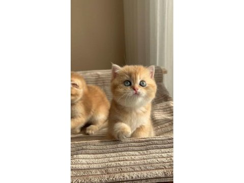 Caglar house cattery british kediler