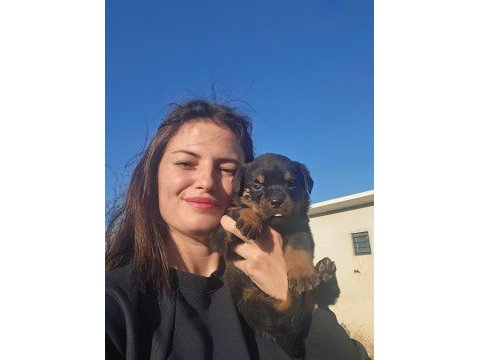 Onlar dünya şampıyonu rottweiler torunları