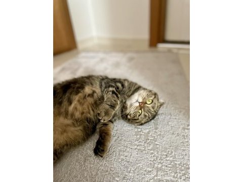 Scottish fold dişi kedimiz