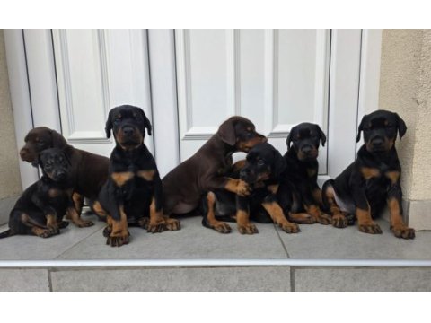 Evinizin neşesi doberman yavrular kapıda ödeme