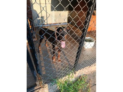 3 yaşında dişi doberman sahiplendirmek istiyorum