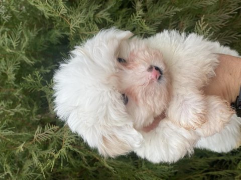 Terrier yavrumuz maltese