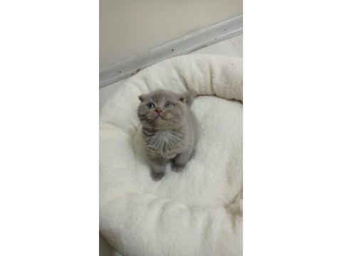 Mükemmel lilac scottish fold yavrumuz