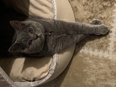 British shorthair