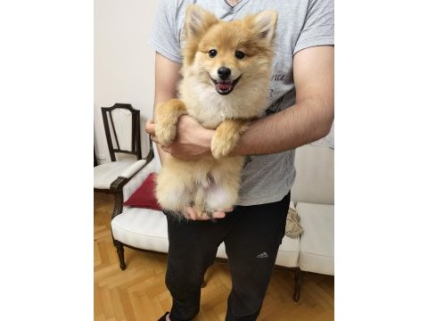 6 aylık pomeranian yavrusu