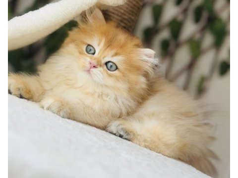 Safkan şecereli golden erkek british longhair