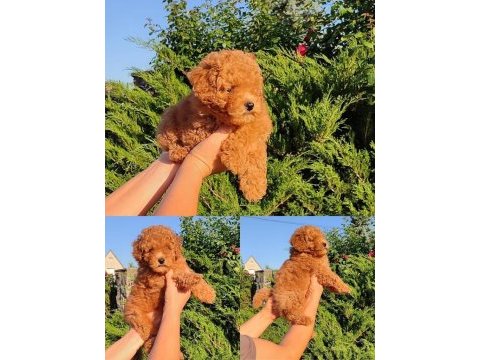 Ankaranın en seçkin toy poodle yavruları
