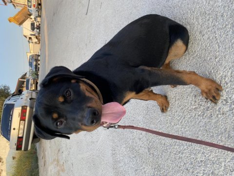 Rottweiler dişi 7 aylık