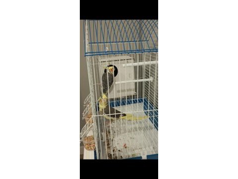 Sultan papağanı 1 yaşlarında