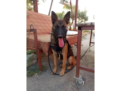 6 aylık dişi malinois