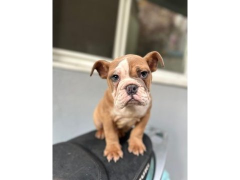 Aşılı ve sağlık garantili ingiliz bulldog bebeğimiz