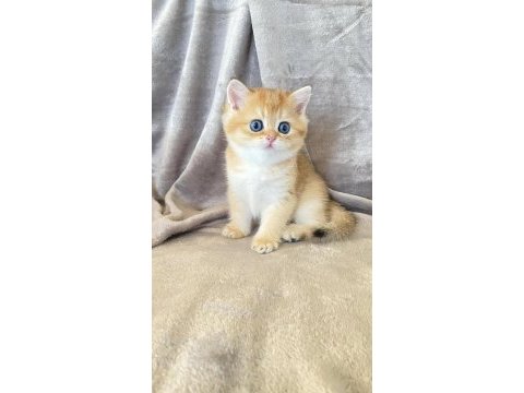 Bal küpü golden british shorthair 