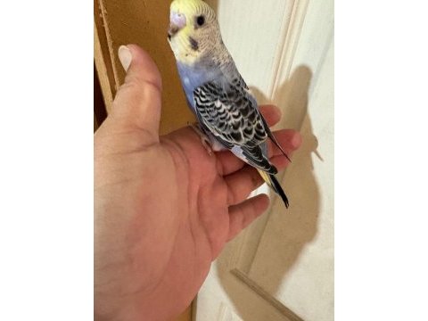 33 günlük konuşturmalık bebek muhabbet kuşlar