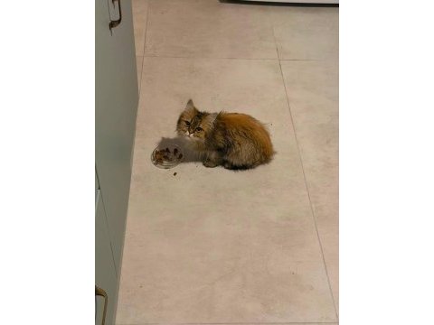 Ücretsiz sahiplendirme kedimiz