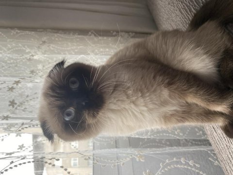 Mavi gözlü scottish fold