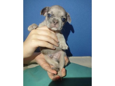Sağlıklı ırk garantili french bulldog yavrular