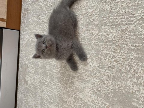 British shorthair yavru